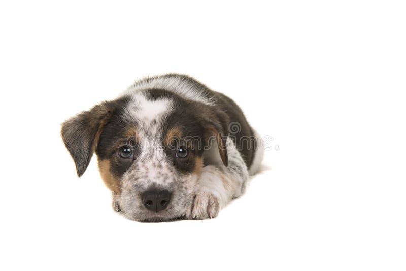 Het leuke Australische het puppy van de de hondmengeling van het herders Australische vee liggen D royalty-vrije stock afbeeldingen Het leuke Australische het puppy van de de hondmengeling van het herders Australische vee liggen D royalty-vrije stock afbeeldingen