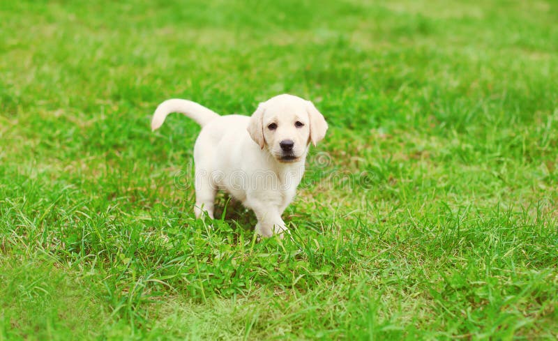 Het leuke de Labrador van het hondpuppy lopen stock afbeelding Het leuke de Labrador van het hondpuppy lopen stock afbeelding