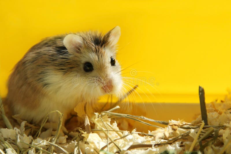 Het leuke huisdier die van de Roborovskihamster - gele achtergrond eruit zien royalty-vrije stock fotografie Het leuke huisdier die van de Roborovskihamster - gele achtergrond eruit zien royalty-vrije stock fotografie