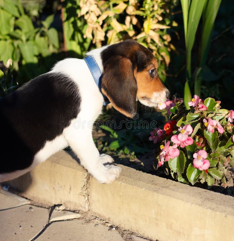 Het leuke puppy die van de Brak sommige roze bloemen ruiken stock afbeelding Het leuke puppy die van de Brak sommige roze bloemen ruiken stock afbeelding