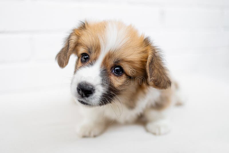 Het leuke Puppy Welse Corgi Pembroke bekijkt camera en begint royalty-vrije stock fotografie Het leuke Puppy Welse Corgi Pembroke bekijkt camera en begint royalty-vrije stock fotografie