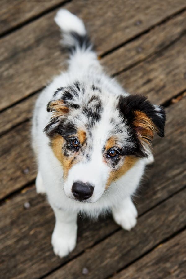 Het leuke puppy ziet eruit stock foto Het leuke puppy ziet eruit stock foto