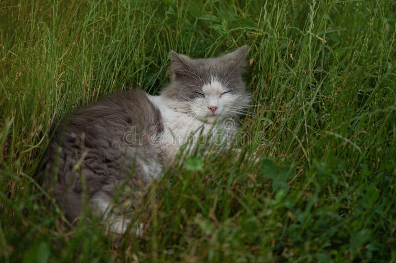Het leven in de openlucht van de onderzoekende katten die de tuin verkennen. inquisitieve kat loopt tussen grasbloemen en bomen stock afbeelding Het leven in de openlucht van de onderzoekende katten die de tuin verkennen. inquisitieve kat loopt tussen grasbloemen en bomen stock afbeelding