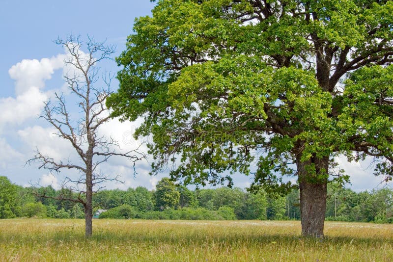 Dead and alive oak tree; symbols of vitality and vanishing, natural selection, competition, struggle for existence, resiliency. Dead and alive oak tree; symbols of vitality and vanishing, natural selection, competition, struggle for existence, resiliency