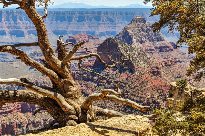 Het leven en Dood langs de het Noordenrand van Grand Canyon in Arizona royalty-vrije stock fotografie Het leven en Dood langs de het Noordenrand van Grand Canyon in Arizona royalty-vrije stock fotografie