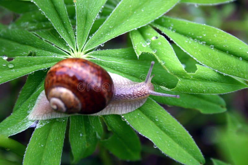 Het leven X van het insect stock afbeeldingen Het leven X van het insect stock afbeeldingen