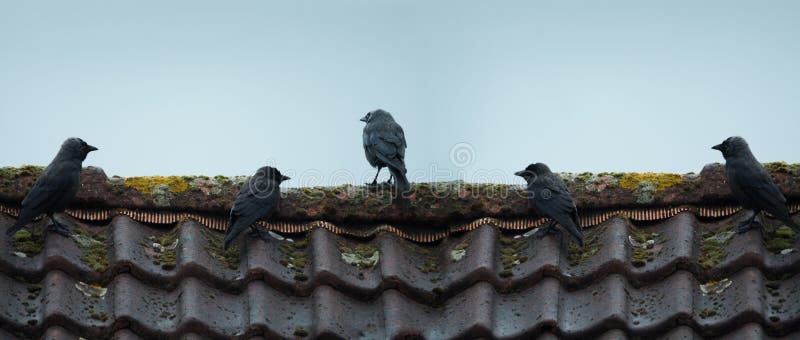 Het leven van vogels, zitten de zwarte kraaien op een betegeld dak De zomer Neth stock afbeelding Het leven van vogels, zitten de zwarte kraaien op een betegeld dak De zomer Neth stock afbeelding