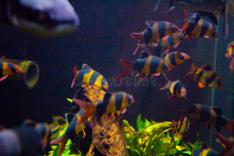 Het levendige kleurrijke aquatische leven in donker vertoningsaquarium stock afbeelding Het levendige kleurrijke aquatische leven in donker vertoningsaquarium stock afbeelding