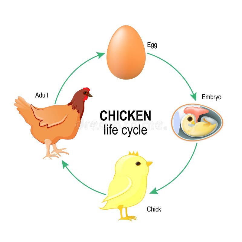 Het levenscyclus van een kip