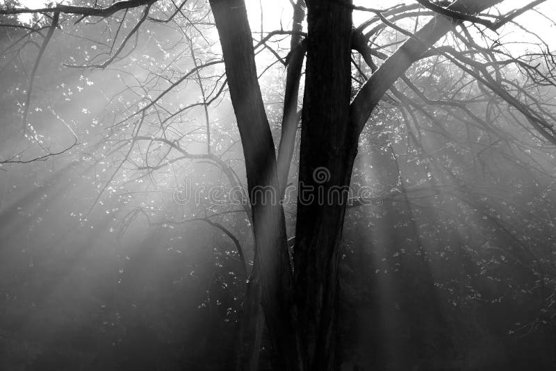 Het licht van de ochtend stock fotografie Het licht van de ochtend stock fotografie