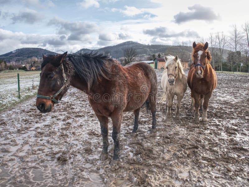 Het lichte donkere bruine paard eet het meest reest van gras of hooi royalty-vrije stock foto Het lichte donkere bruine paard eet het meest reest van gras of hooi royalty-vrije stock foto
