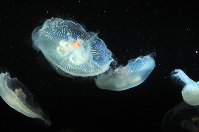 Lichtgevende kwallen drijvend royalty-vrije stock afbeelding