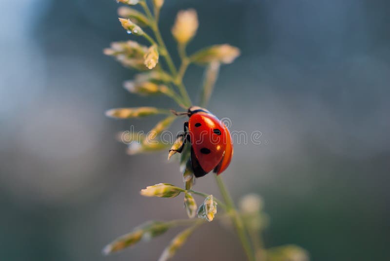 Het lieveheersbeestje beklimt op het groene grassprietje op een blauwe achtergrond royalty-vrije stock fotografie Het lieveheersbeestje beklimt op het groene grassprietje op een blauwe achtergrond royalty-vrije stock fotografie