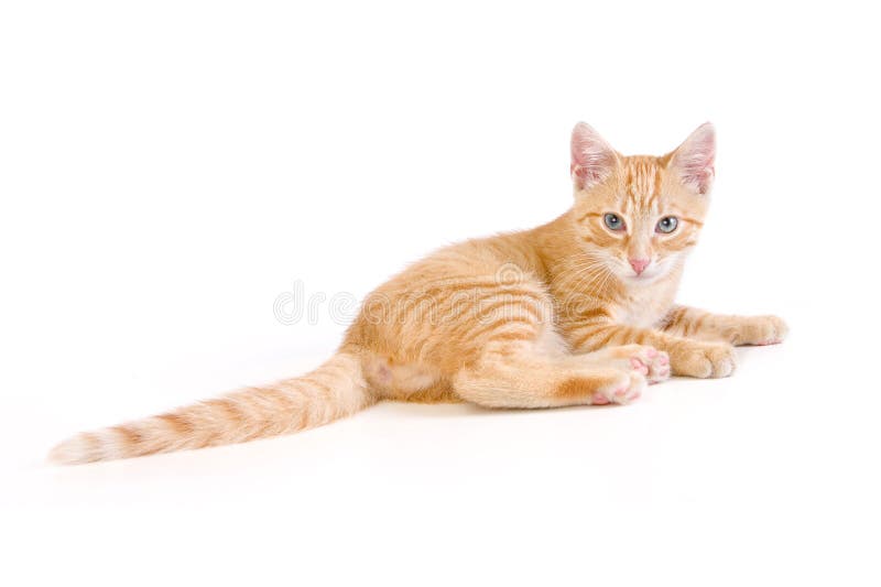 Liggende Kat stock fotografie