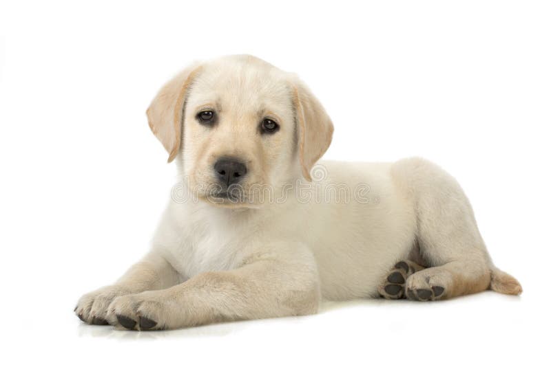 Adorable Labrador retriever puppy against white background. Adorable Labrador retriever puppy against white background