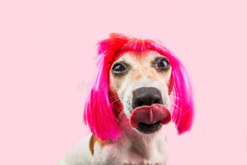 Het likken van hongerige hond in in grappige roze pruik stock afbeeldingen Het likken van hongerige hond in in grappige roze pruik stock afbeeldingen