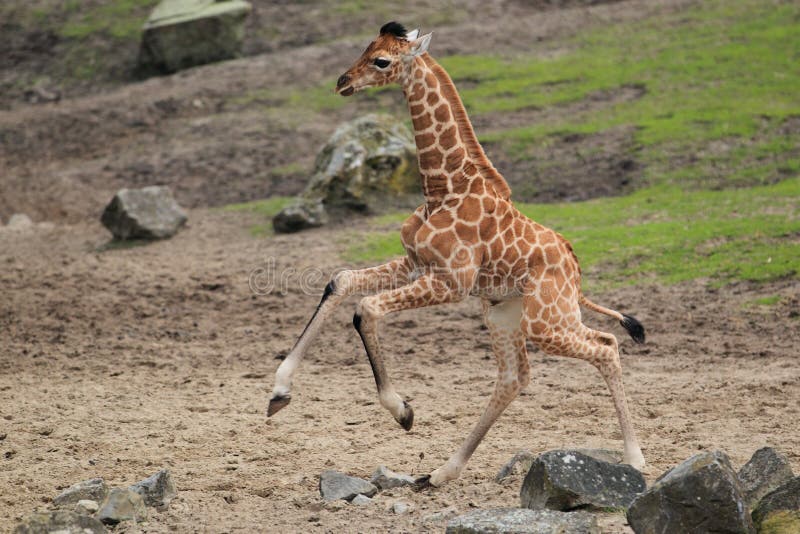 Het lopen jonge giraf stock afbeelding Het lopen jonge giraf stock afbeelding
