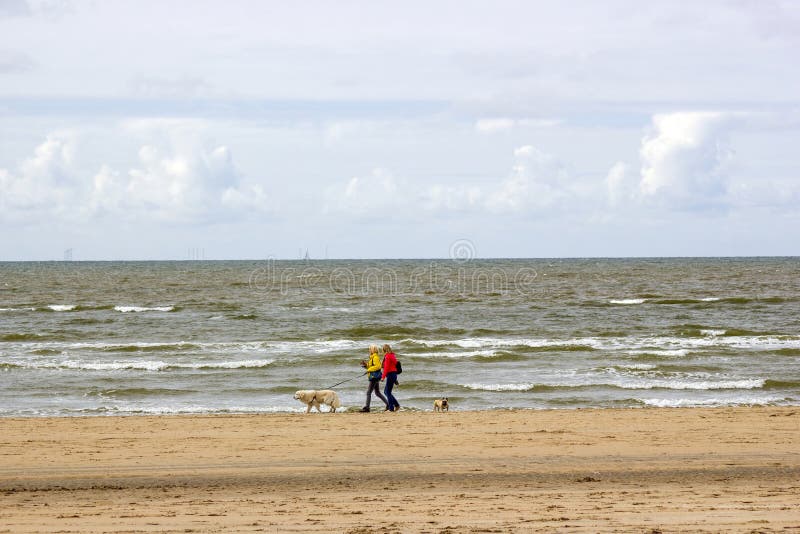 Het lopen met honden op het strand in Nederland royalty-vrije stock foto's Het lopen met honden op het strand in Nederland royalty-vrije stock foto's