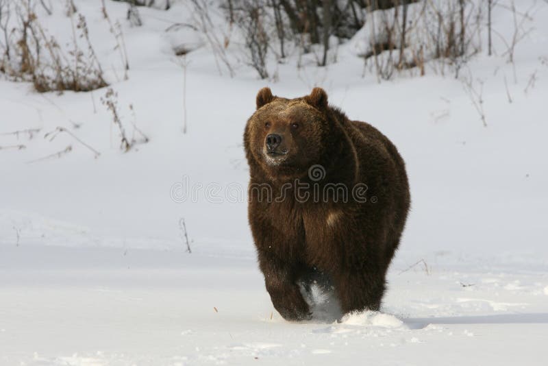 Grizzly Bear running in fresh snow. Grizzly Bear running in fresh snow