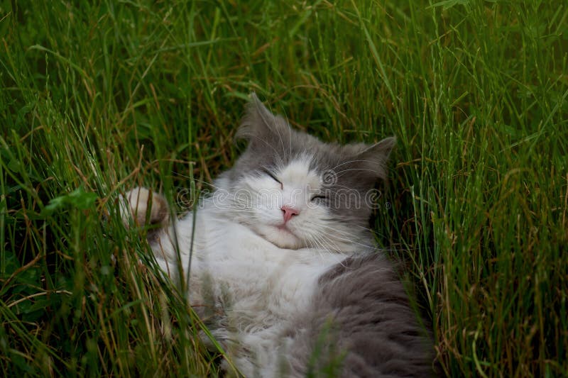 Het lopen van katten in de tuin om te voorkomen dat katten met overgewicht in de tuin lopen royalty-vrije stock foto's Het lopen van katten in de tuin om te voorkomen dat katten met overgewicht in de tuin lopen royalty-vrije stock foto's