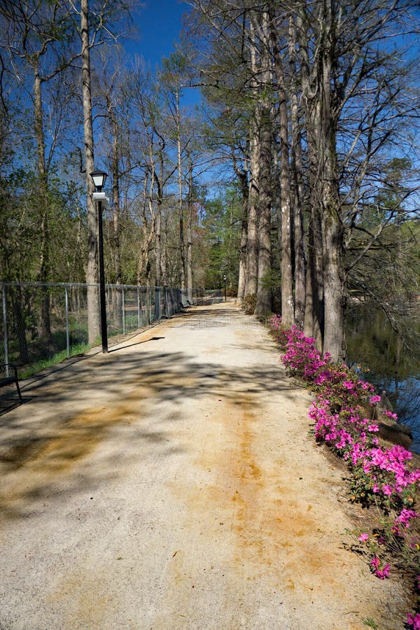 Het lopen van Weg bij Zwaanmeer Iris Gardens, Sumter, Sc stock afbeelding Het lopen van Weg bij Zwaanmeer Iris Gardens, Sumter, Sc stock afbeelding