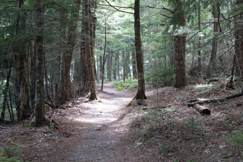 Het lopen van weg door bos in de zomer royalty-vrije stock foto Het lopen van weg door bos in de zomer royalty-vrije stock foto