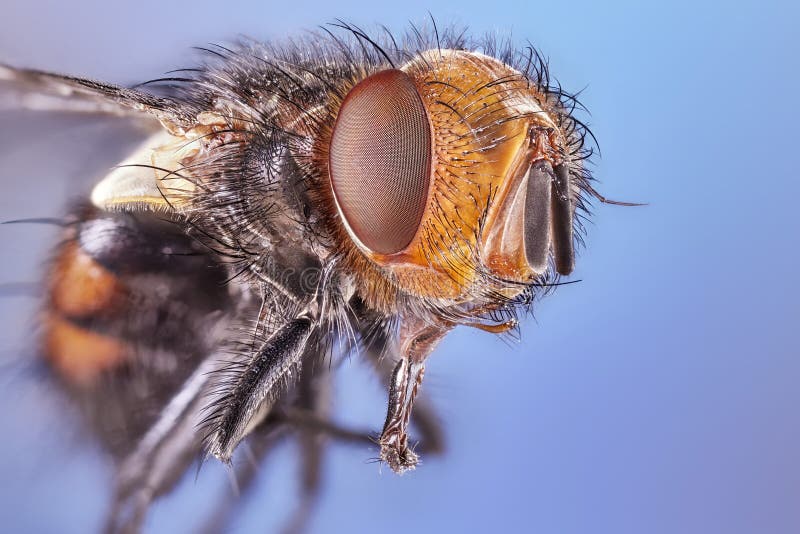 Het macroschot van het lens dichte omhooggaande detail van een gemeenschappelijke huisvlieg royalty-vrije stock fotografie Het macroschot van het lens dichte omhooggaande detail van een gemeenschappelijke huisvlieg royalty-vrije stock fotografie