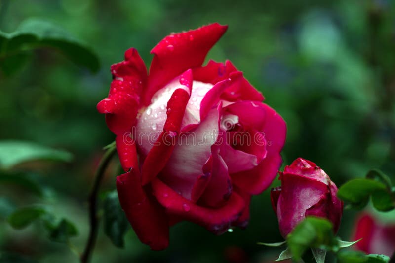 Het macroschot van rood nam in zachte nadruk toe stock foto Het macroschot van rood nam in zachte nadruk toe stock foto