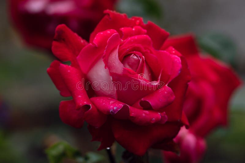 Het macroschot van rood nam in zachte nadruk toe stock foto's Het macroschot van rood nam in zachte nadruk toe stock foto's