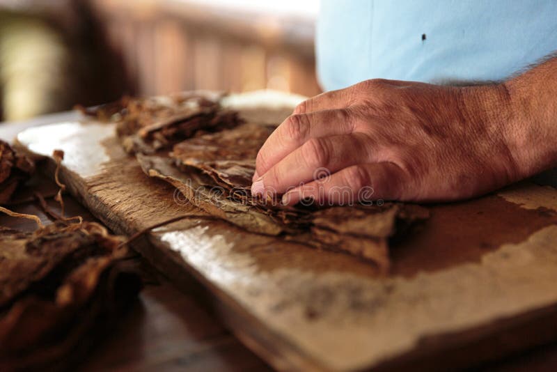 Making tobacco cigars in a typical farm in Vinales, Cuba. Making tobacco cigars in a typical farm in Vinales, Cuba