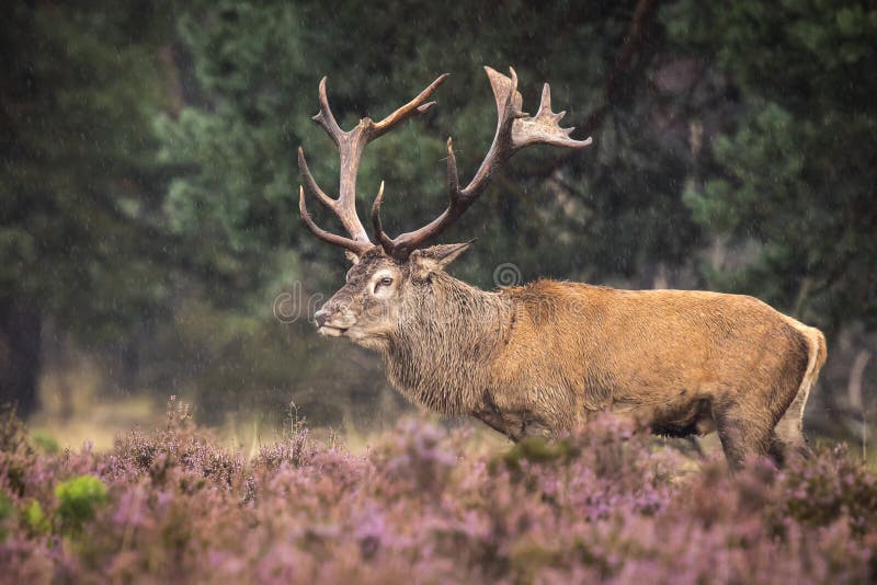 Red deer male, cervus elaphus, rutting during mating season on a field near a forest in purple heather blooming. National parc de Hoge Veluwe, the Netherlands Europe. Red deer male, cervus elaphus, rutting during mating season on a field near a forest in purple heather blooming. National parc de Hoge Veluwe, the Netherlands Europe.