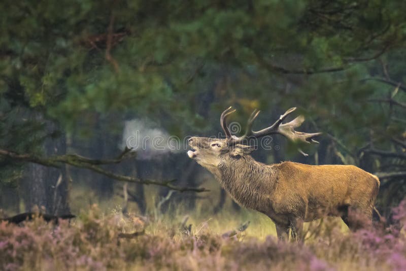 Red deer male, cervus elaphus, rutting during mating season on a field near a forest in purple heather blooming. National parc de Hoge Veluwe, the Netherlands Europe. Red deer male, cervus elaphus, rutting during mating season on a field near a forest in purple heather blooming. National parc de Hoge Veluwe, the Netherlands Europe.