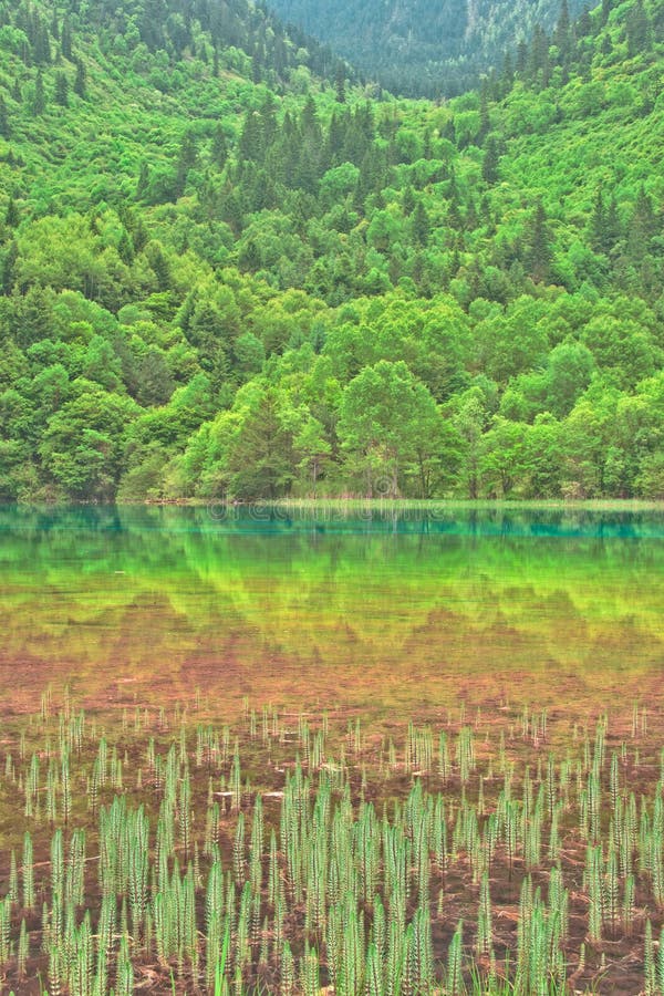 Five Color Lake, Jiuzhaigou in Chengdu, China. The colors are caused by different minerals and sediments at the bottom of the lake. Five Color Lake, Jiuzhaigou in Chengdu, China. The colors are caused by different minerals and sediments at the bottom of the lake.
