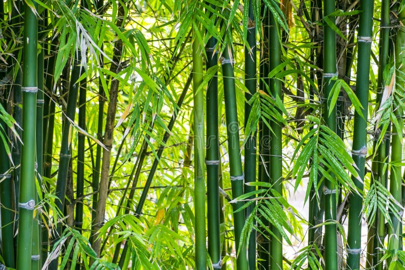 Het meest forrest bamboe