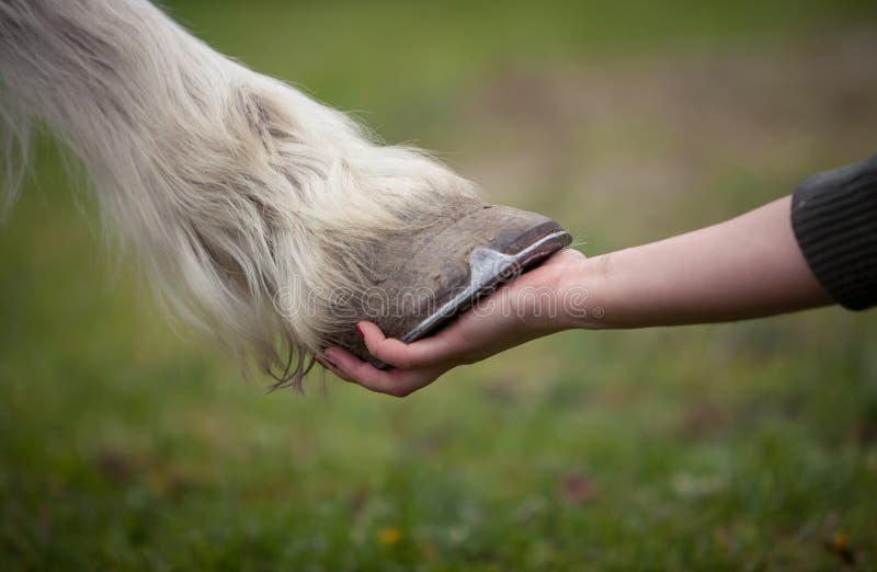 Het meisje houdt een hoef van paard