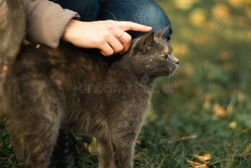 Het meisje strijkt een verdwaalde grijze mooie nukkige kat op het gras royalty-vrije stock fotografie Het meisje strijkt een verdwaalde grijze mooie nukkige kat op het gras royalty-vrije stock fotografie