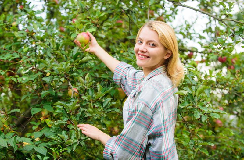 Het meisje verzamelt de dag van de de tuinherfst van de appelenoogst Landbouwersdame die rijp fruit van boom plukken Het oogsten royalty-vrije stock foto's Het meisje verzamelt de dag van de de tuinherfst van de appelenoogst Landbouwersdame die rijp fruit van boom plukken Het oogsten royalty-vrije stock foto's