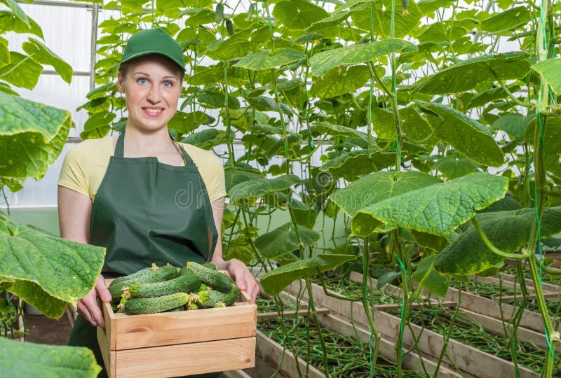 Het meisje werkt in de serre Portret van een arbeider met een krat van verse komkommers royalty-vrije stock afbeelding Het meisje werkt in de serre Portret van een arbeider met een krat van verse komkommers royalty-vrije stock afbeelding