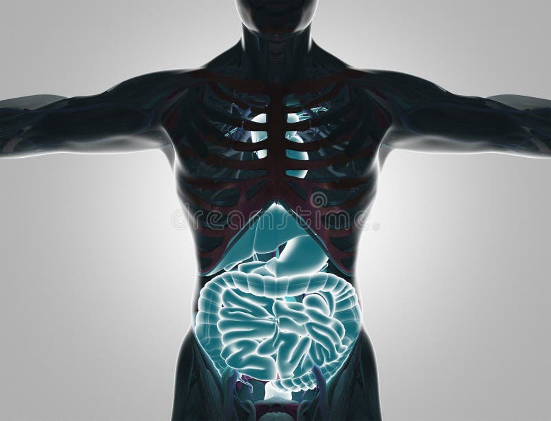 Het menselijke lichaam met zichtbare 3d organen, geeft illustratie terug stock illustratie Het menselijke lichaam met zichtbare 3d organen, geeft illustratie terug stock illustratie