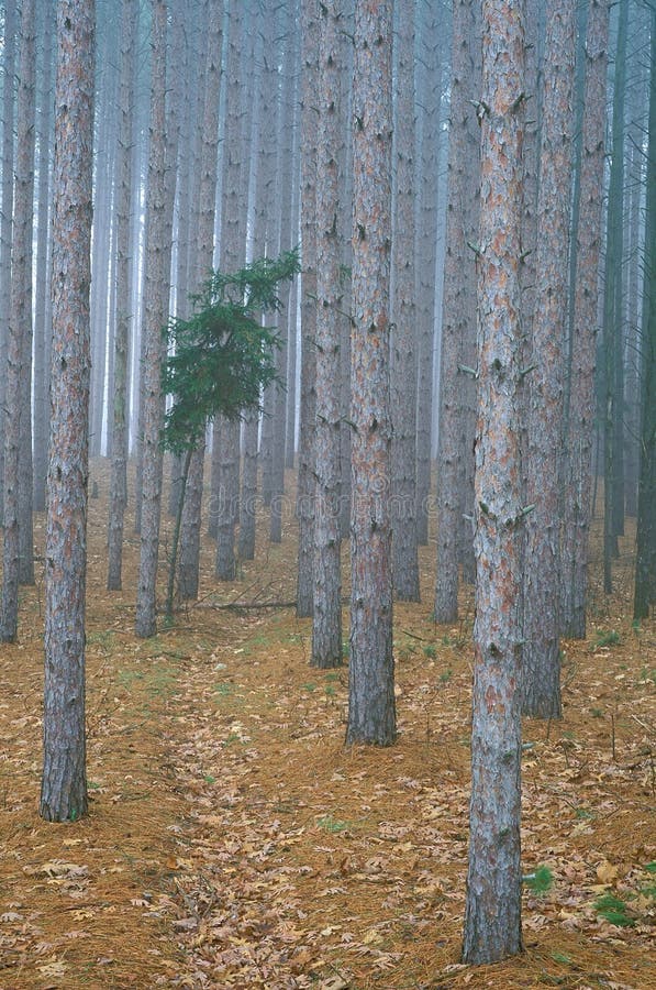 Red and white pine forest in fog, Yankee Springs State Park, Michigan, USA. Red and white pine forest in fog, Yankee Springs State Park, Michigan, USA