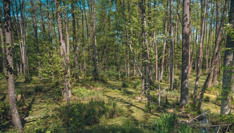 Het moerassige bos van Belovezhskaya Pushcha stock afbeeldingen Het moerassige bos van Belovezhskaya Pushcha stock afbeeldingen