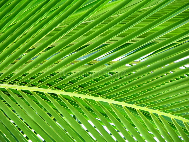 Het mooie Blad van de Palm royalty-vrije stock fotografie Het mooie Blad van de Palm royalty-vrije stock fotografie
