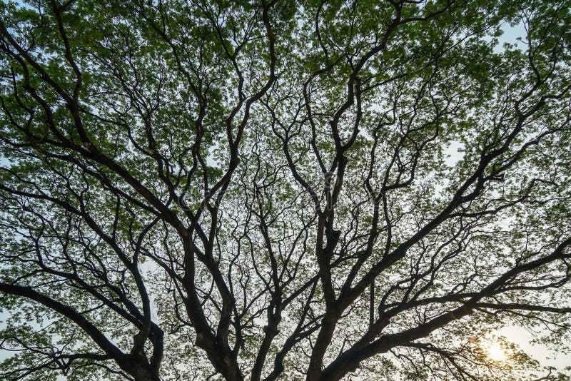 Het mooie enorme natuurlijke abstracte silhouetpatroon van reuzeraintree vertakt zich met verse overvloed groene bladeren en duid