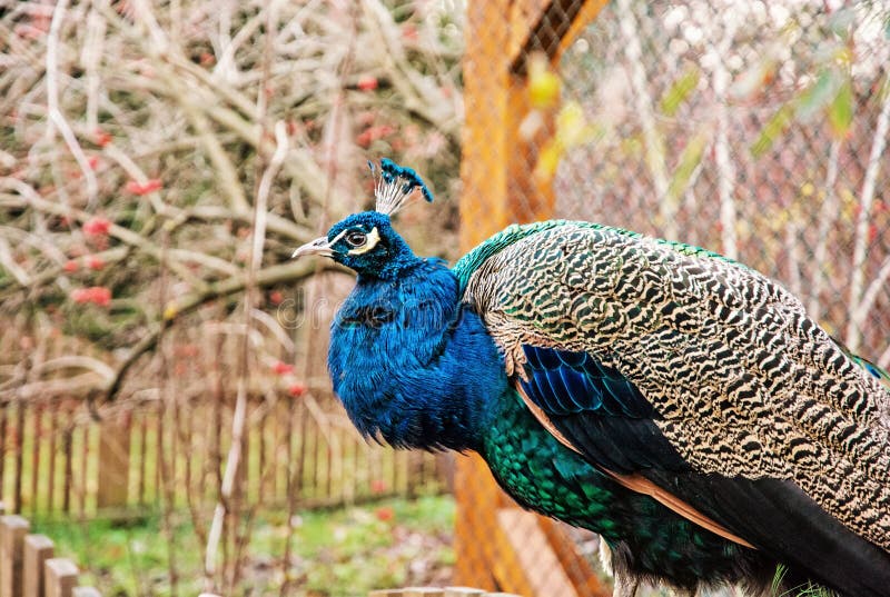 Beautiful Indian peafowl - Pavo cristatus - posing in the park. Beauty in nature. Coloured bird. Head with crown. Yellow photo filter. Beautiful Indian peafowl - Pavo cristatus - posing in the park. Beauty in nature. Coloured bird. Head with crown. Yellow photo filter.
