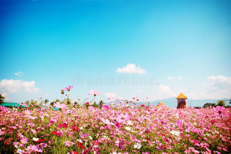 Het mooie roze en rode gebied van de kosmosbloem met blauwe hemel stock afbeelding Het mooie roze en rode gebied van de kosmosbloem met blauwe hemel stock afbeelding