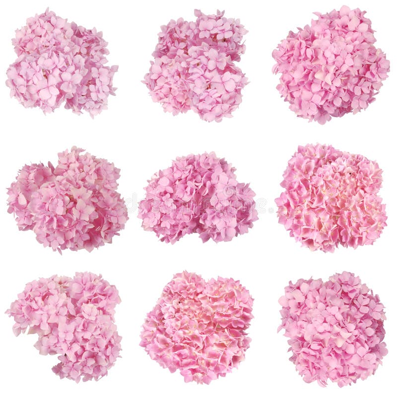 Het mooie Roze hydrangea hortensia's oogsten van bloemen (Negen die knippen royalty-vrije stock afbeeldingen Het mooie Roze hydrangea hortensia's oogsten van bloemen (Negen die knippen royalty-vrije stock afbeeldingen