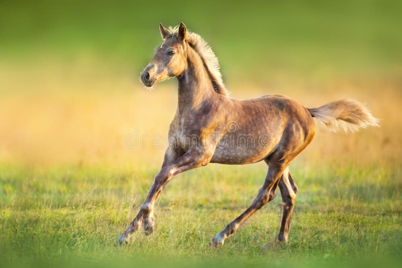 Colt portrait run at sunset light in meadow. Colt portrait run at sunset light in meadow