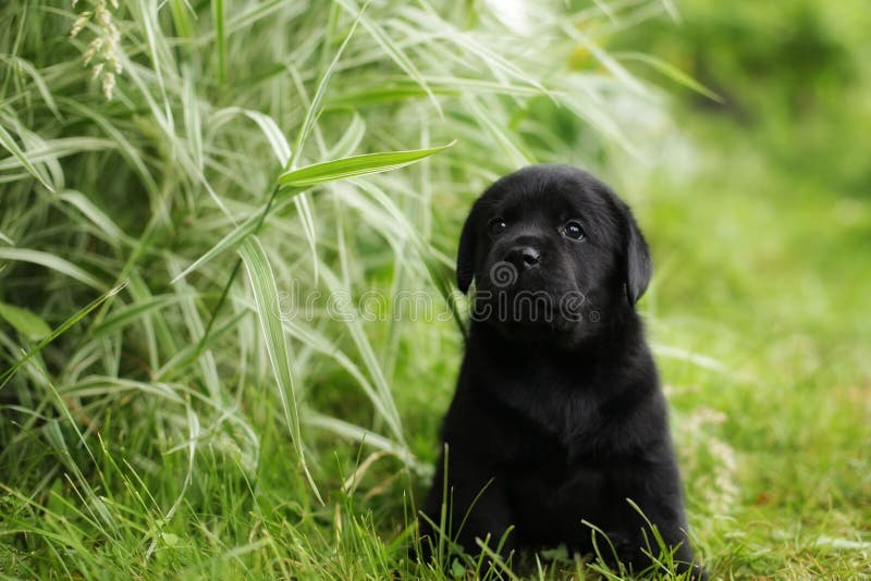 Het mooie zwarte raspuppy van Labrador