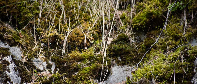 Het mos behandelde marmeren rots is dicht stock fotografie Het mos behandelde marmeren rots is dicht stock fotografie