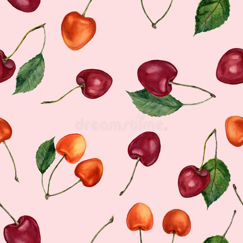 Het naadloze patroon van de waterverfkers Waterverfkersen op roze achtergrond worden geïsoleerd die Voor ontwerp, textiel en acht stock illustratie Het naadloze patroon van de waterverfkers Waterverfkersen op roze achtergrond worden geïsoleerd die Voor ontwerp, textiel en acht stock illustratie